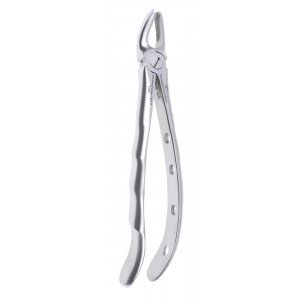 Upper Molar Right Fig. No # 17 Black