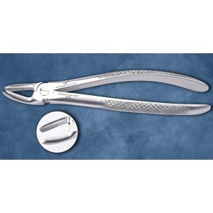 Upper Molar Right Fig. No # 17