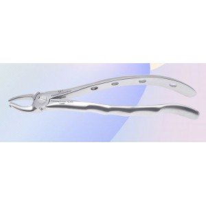 Upper Molar Cow Horn Left Fig. No # 90-S-0085-P